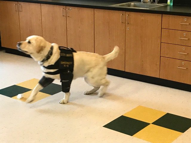 BES Students Visited by Four-Legged Officers