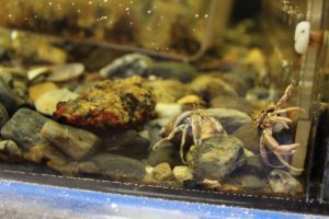 Two hermit crabs in a fish tank