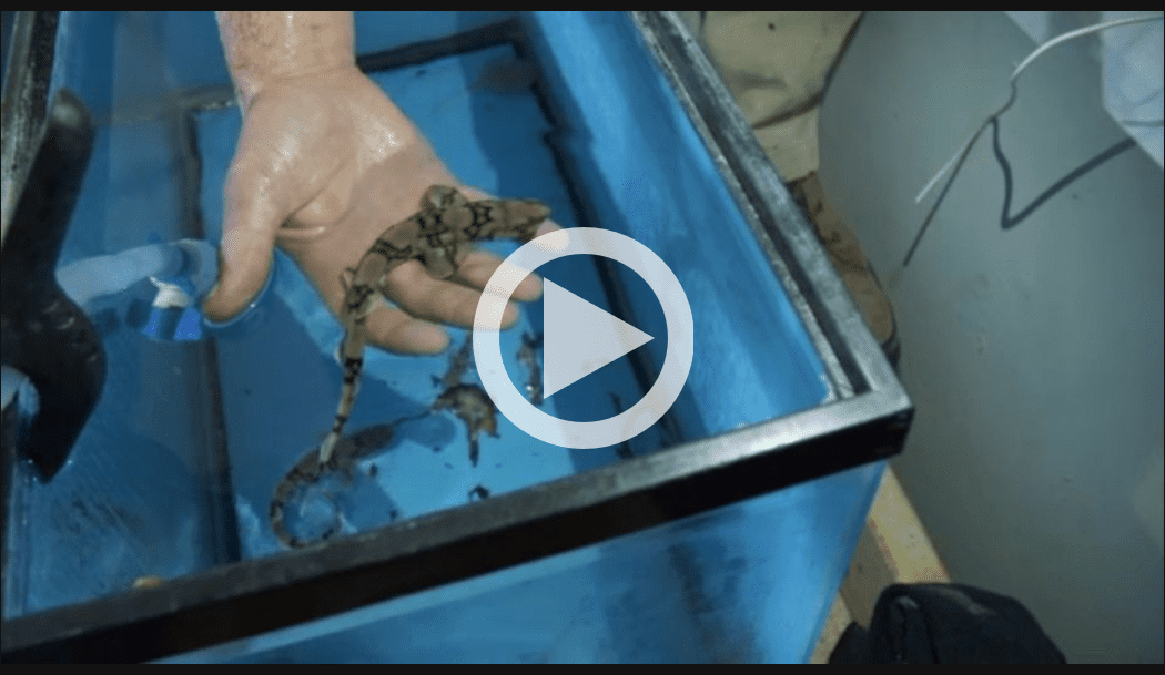 Berlin High School’s Biology Program Makes Donation to Via Aquarium