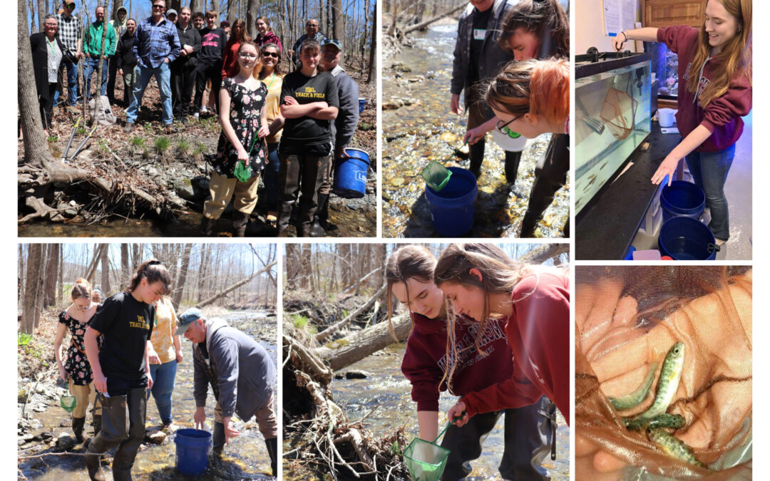 BHS’ Freshwater Studies Class Hold Annual Brown Trout Release
